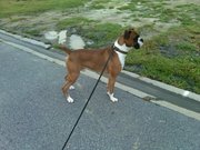 Beautiful flashy Adult Male Boxer Available