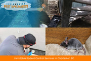 #1 Rodent Control Services in Charleston SC