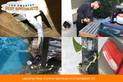 Top Pest Control Services in Charleston SC